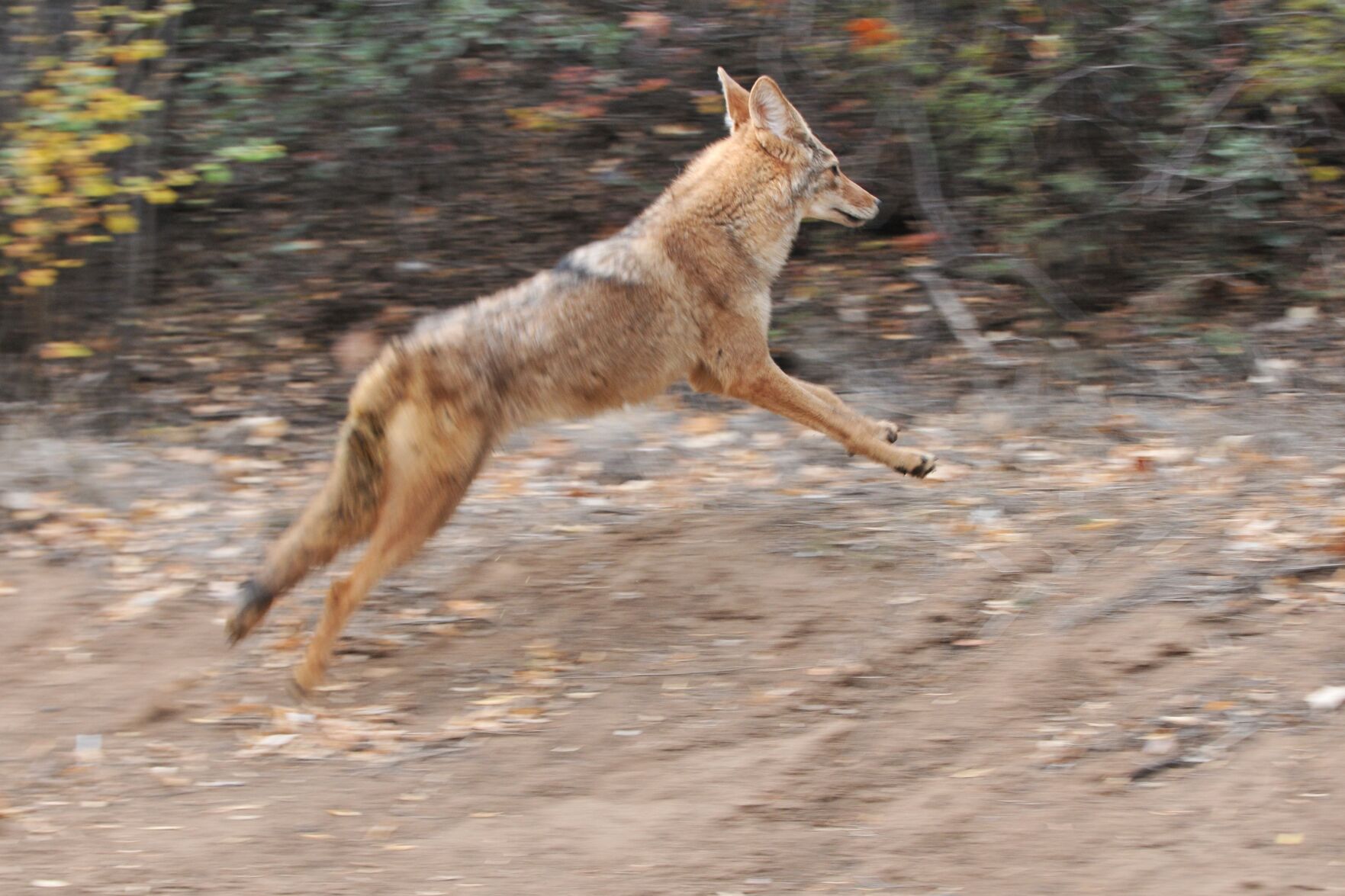 SWCC_coyote release after 5 months.jpeg